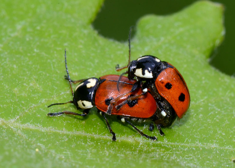 Cryptocephalus tricolor ? No. Cryptocephalus cordiger